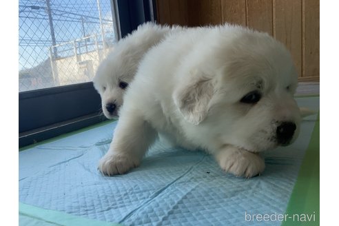 成約済の千葉県のグレートピレニーズ-360561の24枚目